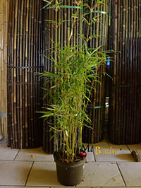 Bambus-Duesseldorf: Fargesia robusta campbell - Hhe 140 cm - Ort: Dsseldorf