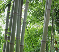 Bambus-Duesseldorf: Bambushain von Phyllostachys Nigra Henonis - Ort: Dsseldorf