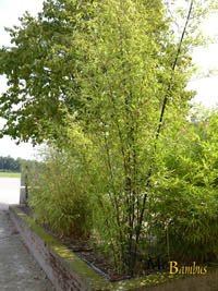 Bambus-Duesseldorf: Bambushain von Phyllostachys Nigra Punctata - Ort: Dsseldorf