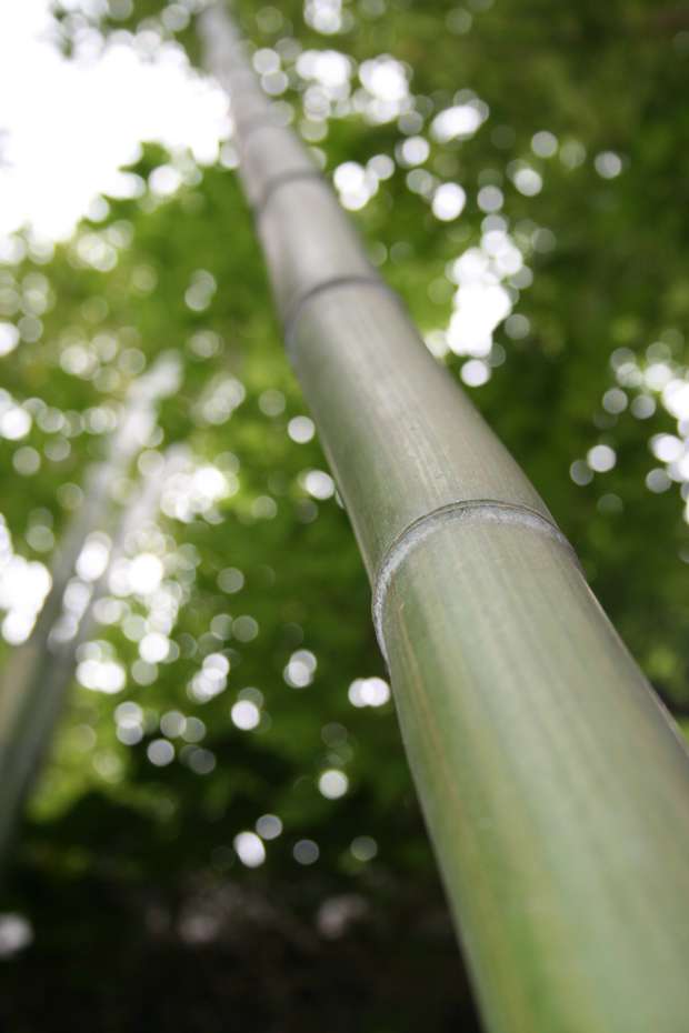 Bambus-Duesseldorf: Phyllostachys vivax McClure - Ort: Dsseldorf